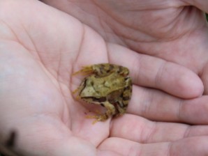 Besser ein Frosch in der Hand als eine Meise. Oder so.